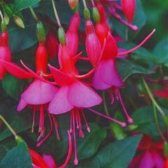 Fuschias