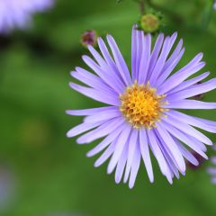 Marlow Horticultural Society Talk 