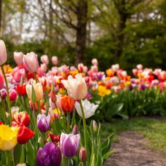 Marlow Horticultural Society Talk 