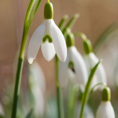 Snow Drop Marlow Horticultural Society