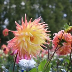 Marlow Horticultural Society Talk 