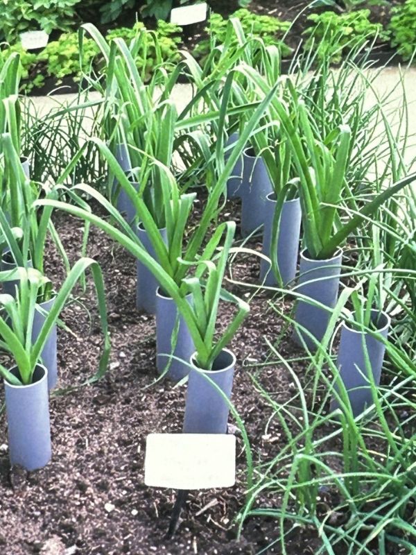 Leeks growing in tubes to produce long white blanched stems - Marlow Horticultural Society News