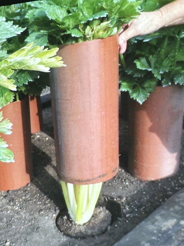 Celery plants growing in tubes to blanch stems and improve flavour - Marlow Horticultural Society news