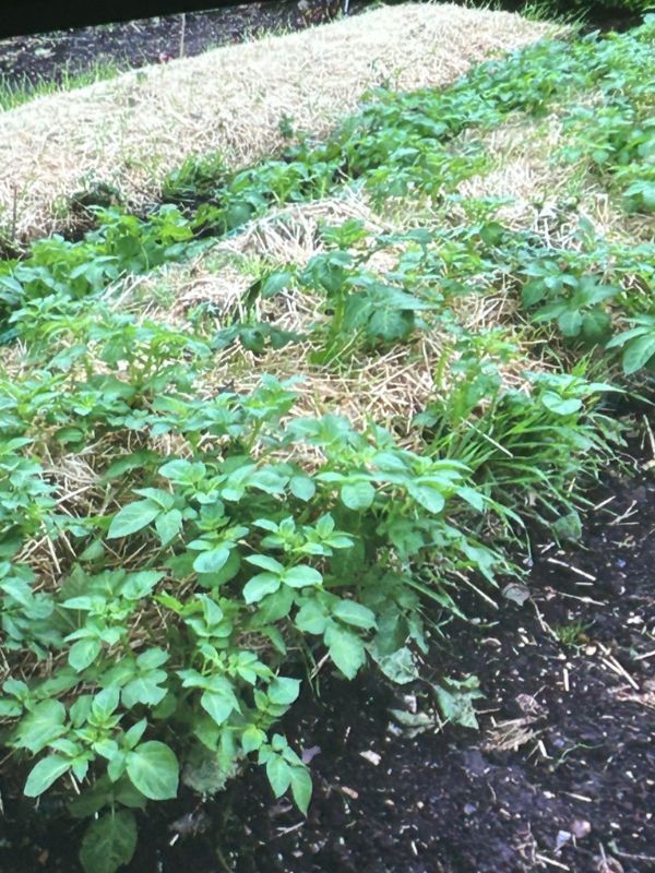 Vegetable bed with straw mulch to retain moisture and suppress weeds - Marlow Horticultural Society news