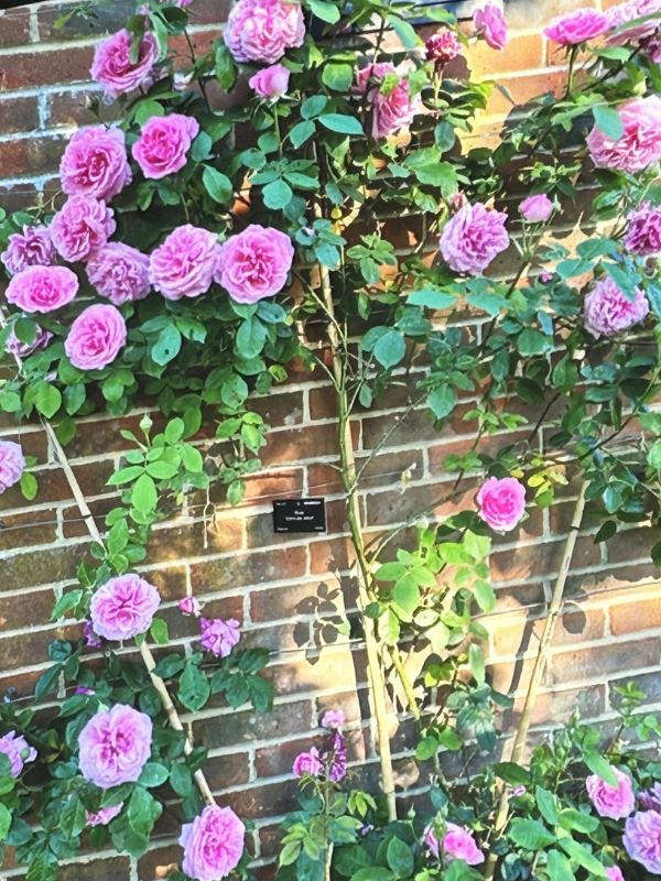 Pink climbing roses growing against a brick wall in a garden - Marlow Horticultural Society  news