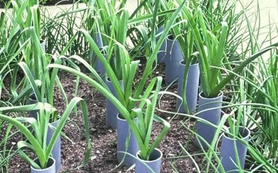 Plants for small gardens