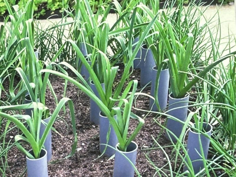 Plants for small gardens